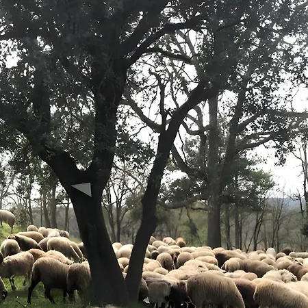 Rural *