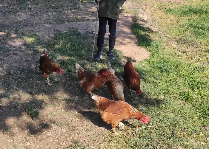 Rural *