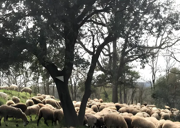 Rural *