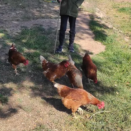 Rural *